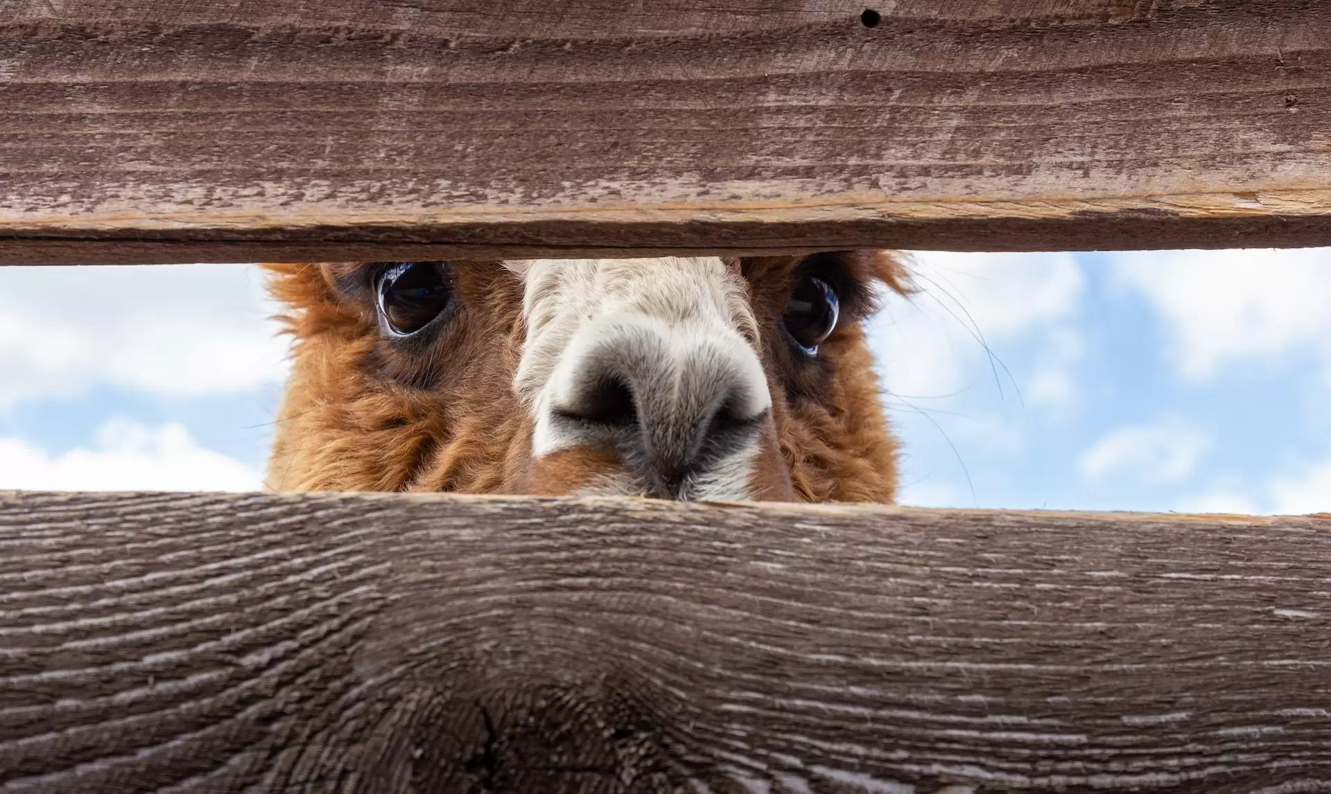 Alpaca peeking between two horizontal slats of a fence.